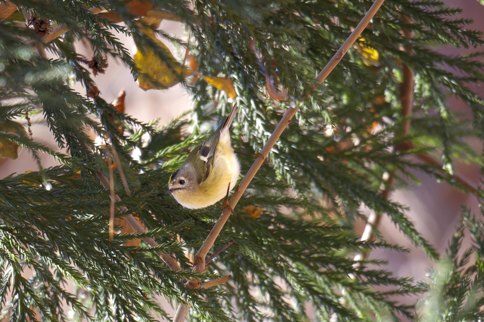 キクイタダキ見つけ方