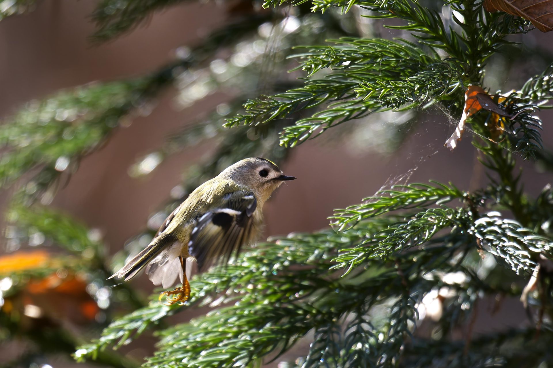 佐久市キクイタダキ