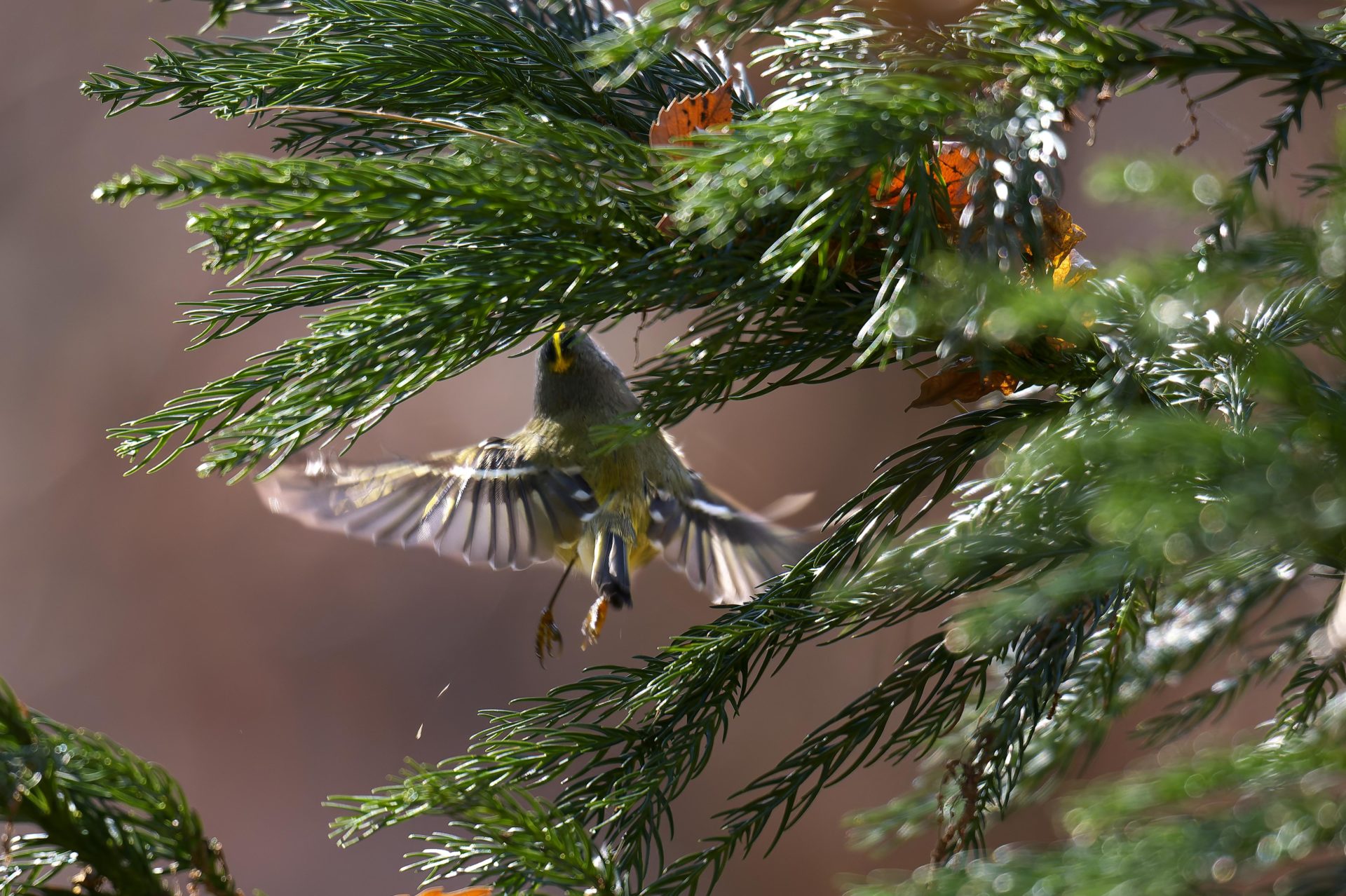 長野県キクイタダキ撮影スポット